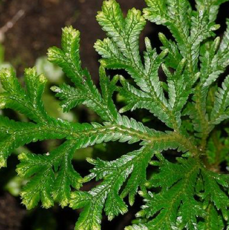 Selaginella lepidophylla