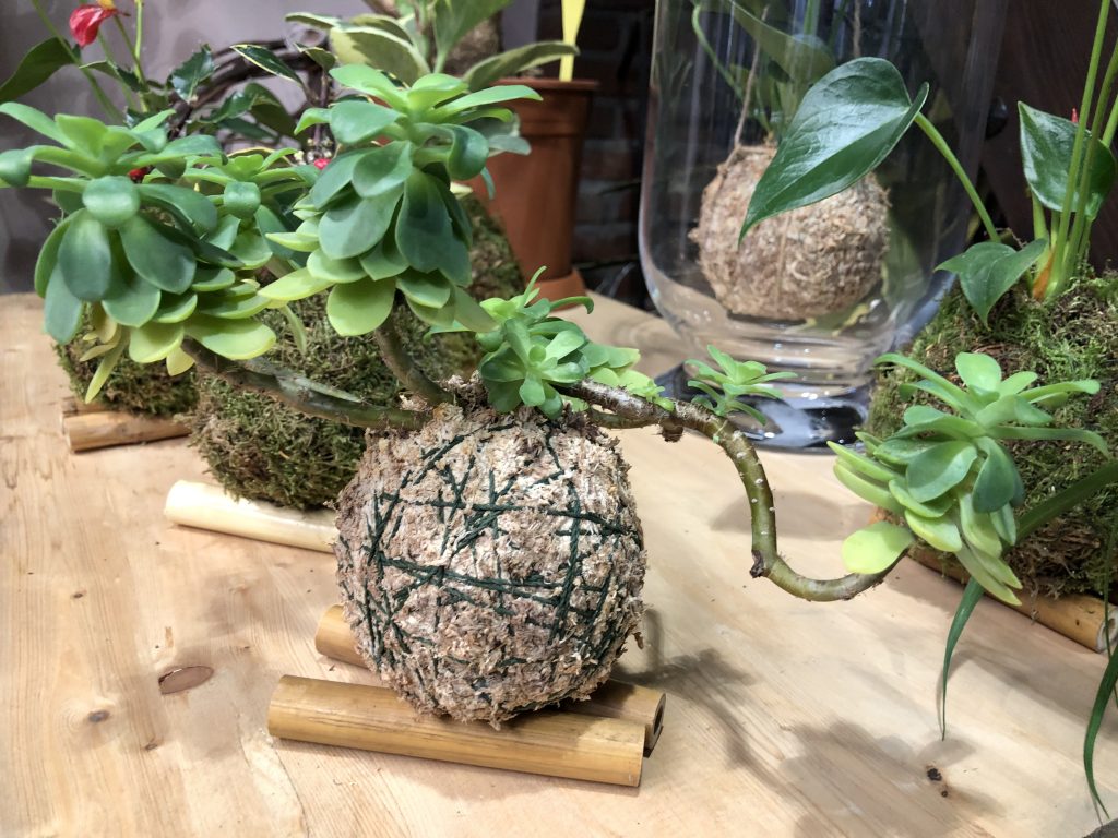 kokedama-pianta-grassa