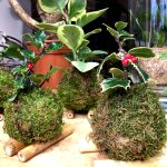 kokedama-natale