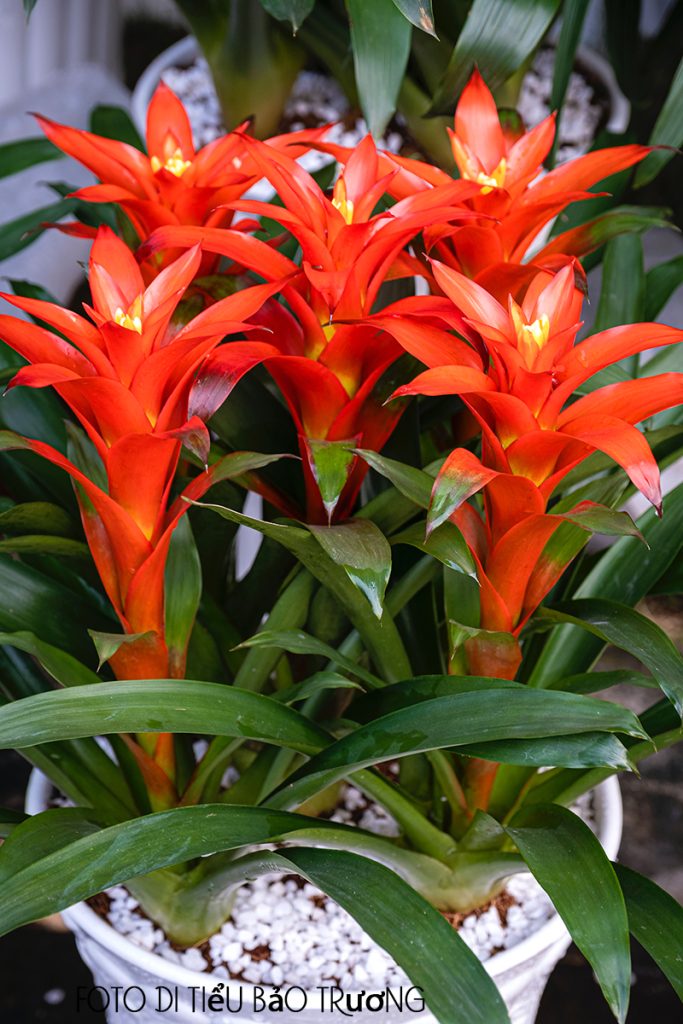 guzmania rossa