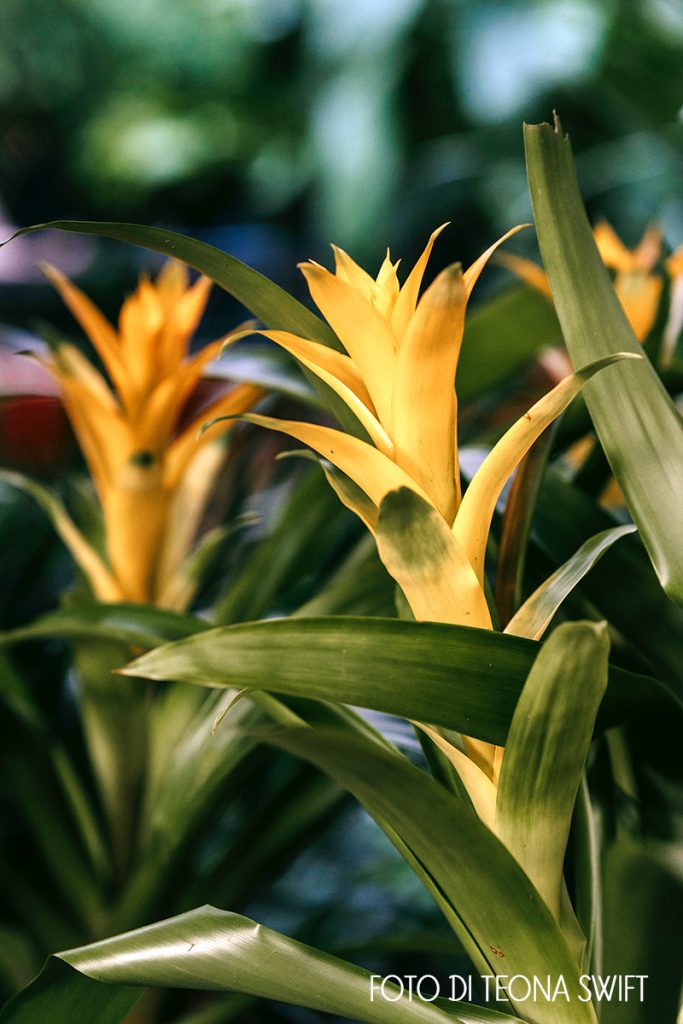 guzmania gialla