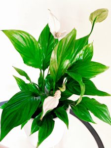 Spathiphyllum