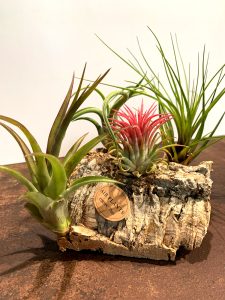 Tillandsia