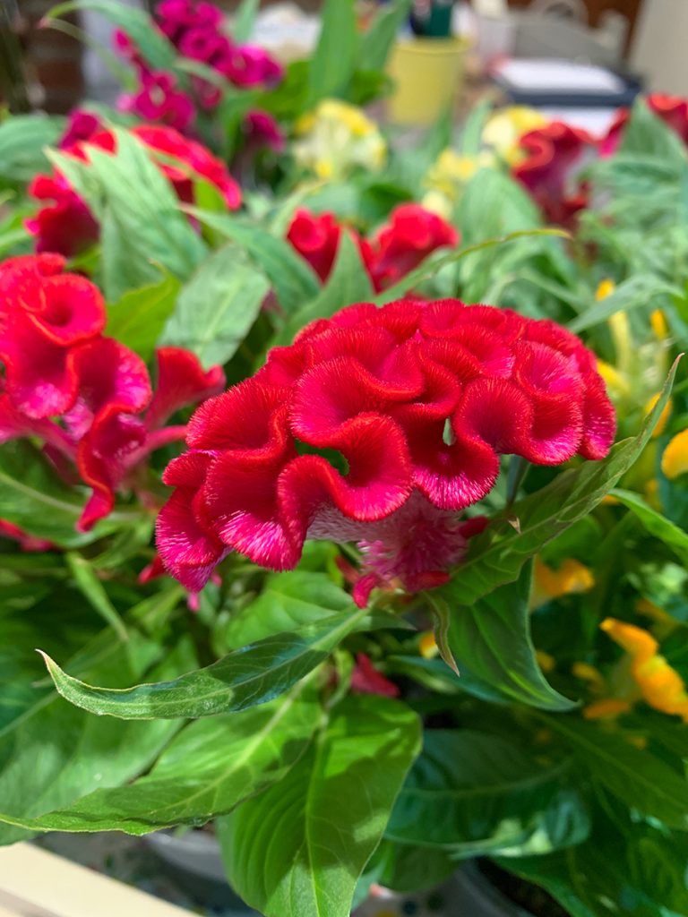 Celosia