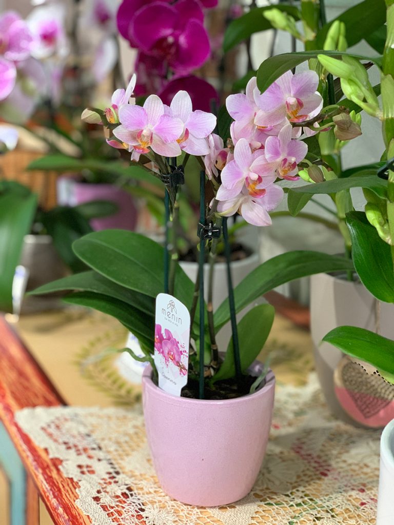 Orchidea in vaso