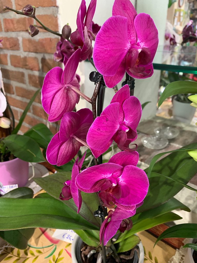 Orchidea colorata