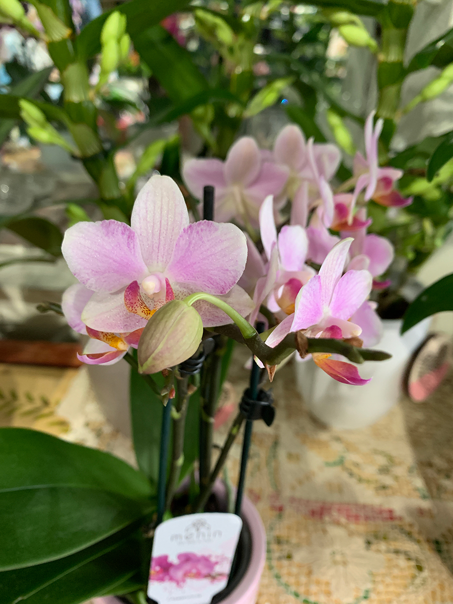 Orchidea rosa