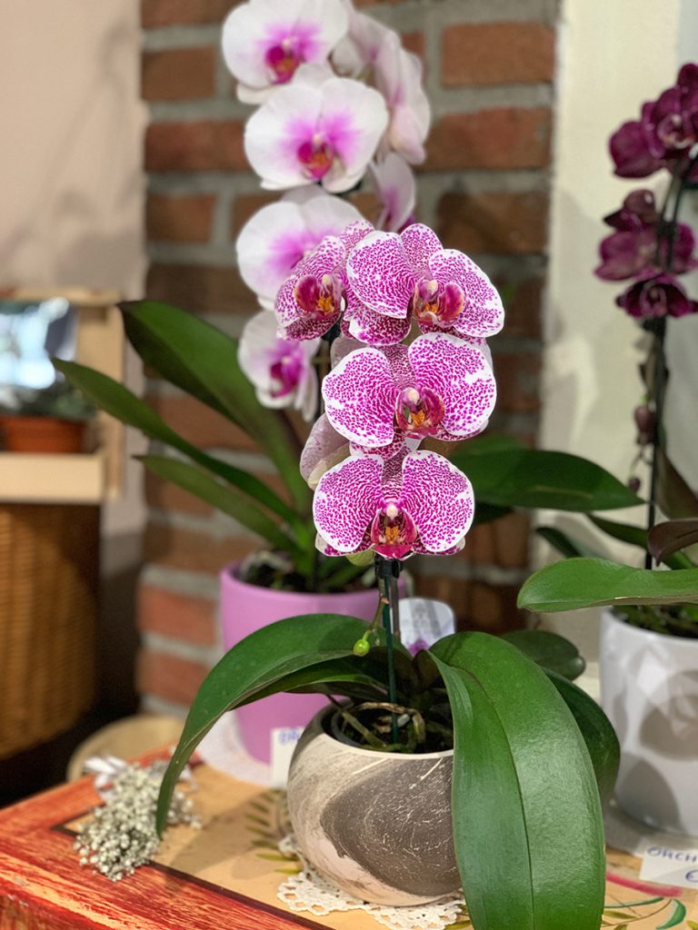 Orchidea