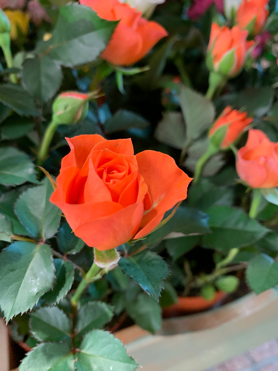 rosa arancione