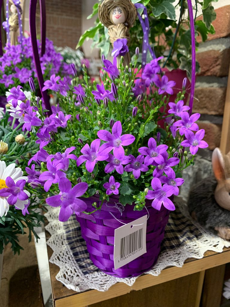 campanula