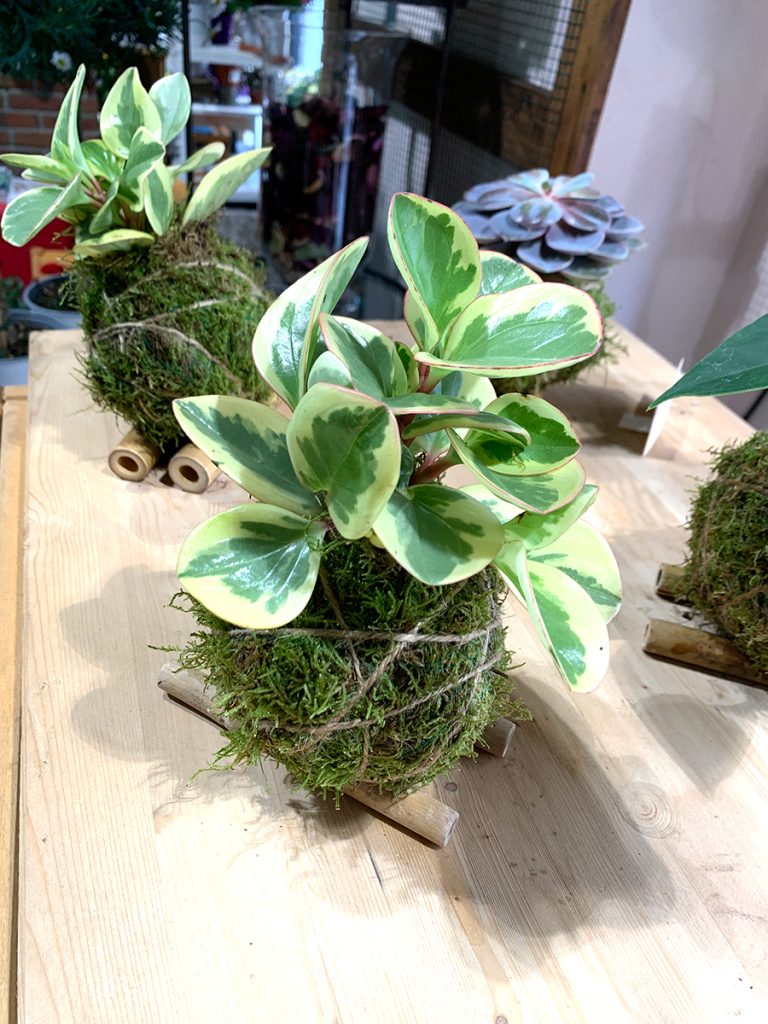 Peperomia