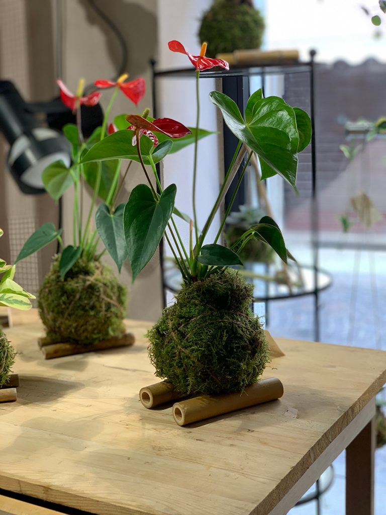 Kokedama