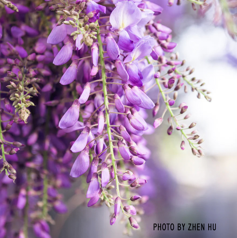 Fiore di glicine