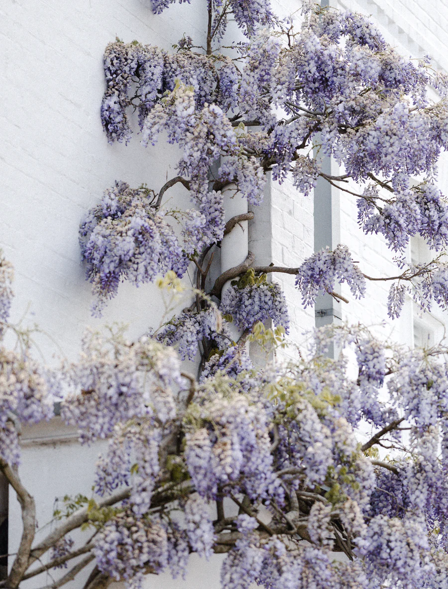 Glicine sul balcone