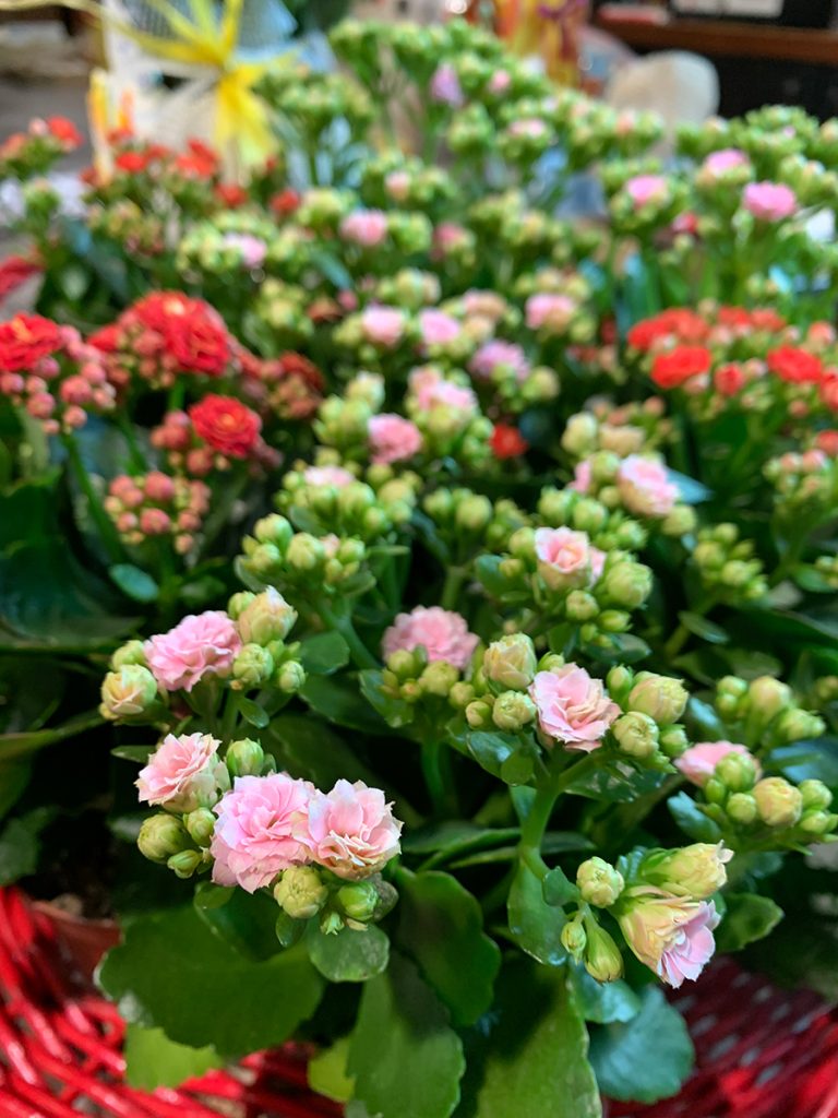 kalanchoe rosa