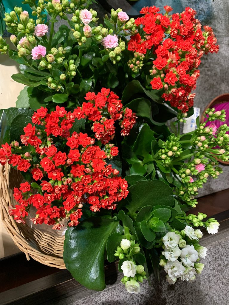 piante di kalanchoe