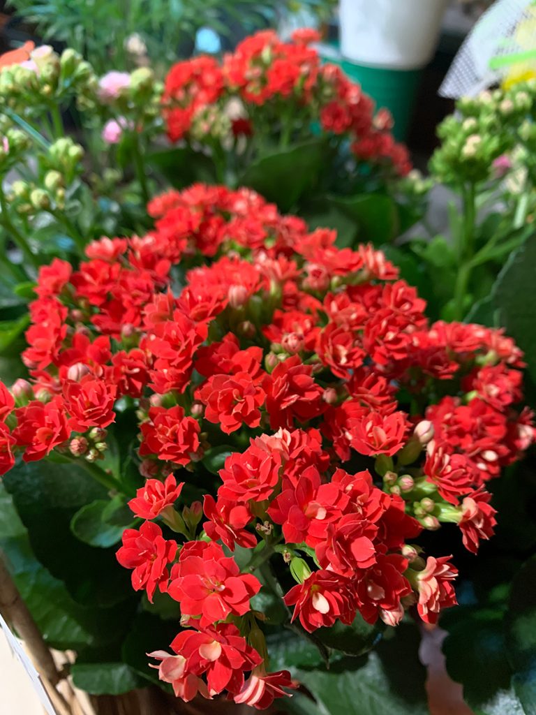 kalanchoe fiori rossi