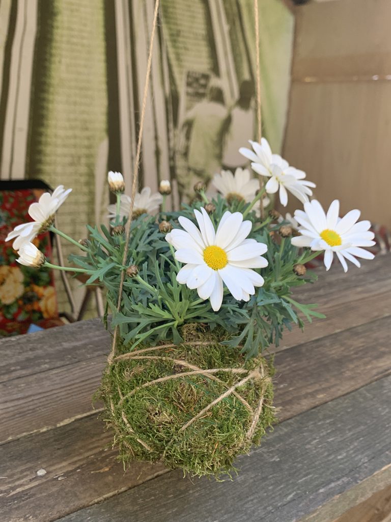 Kokedama margherita