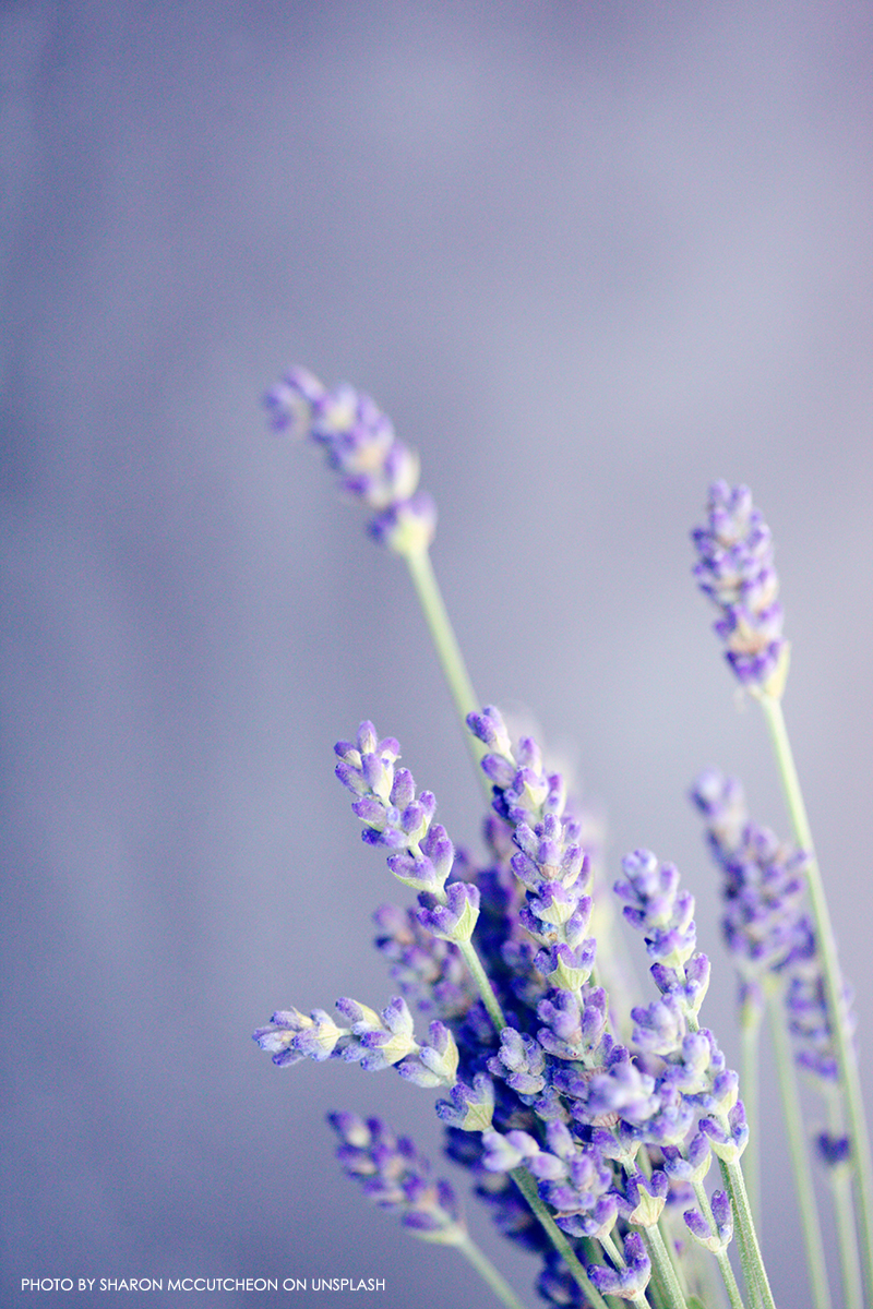 fiori di lavanda