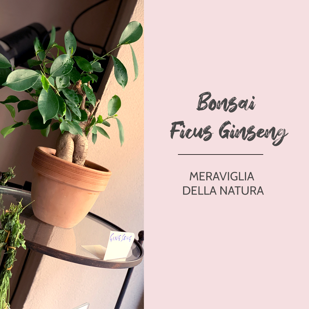 bonsai ginseng