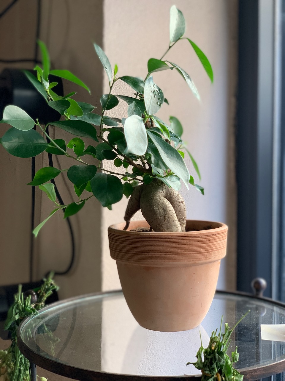 ficus bonsai ginseng