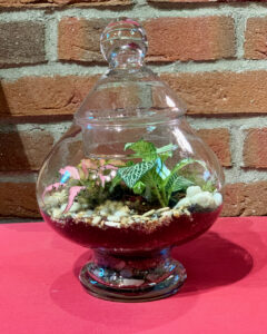 terrarium ecosistema