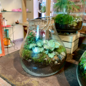 terrarium piante in vaso