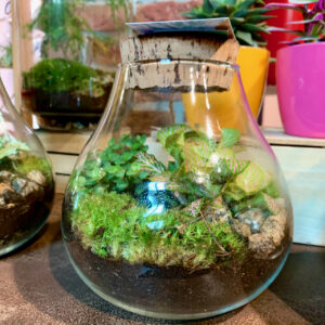 terrarium