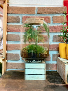 terrarium vaso verticale