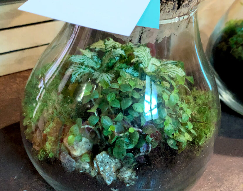 terrarium abbiategrasso