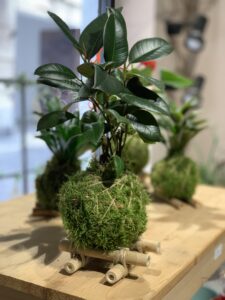 Ficus Ginseng Kokedama