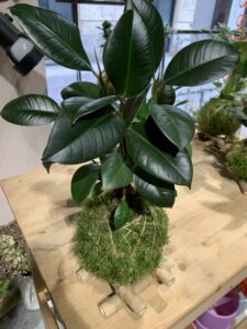 Ficus Ginseng Kokedama Japanese Culture