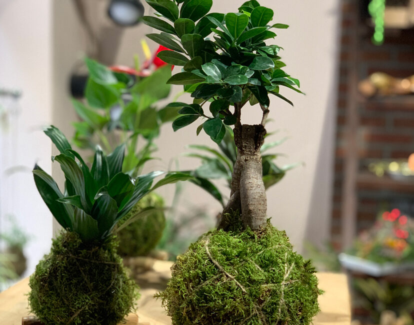 ficus Abbiategrasso kokedama