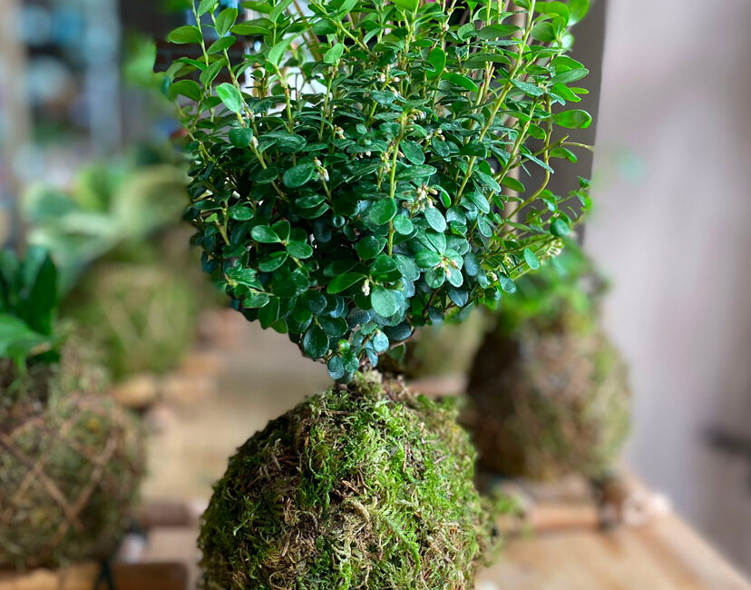 Cotoneaster kokedama da regalare alla festa della mamma