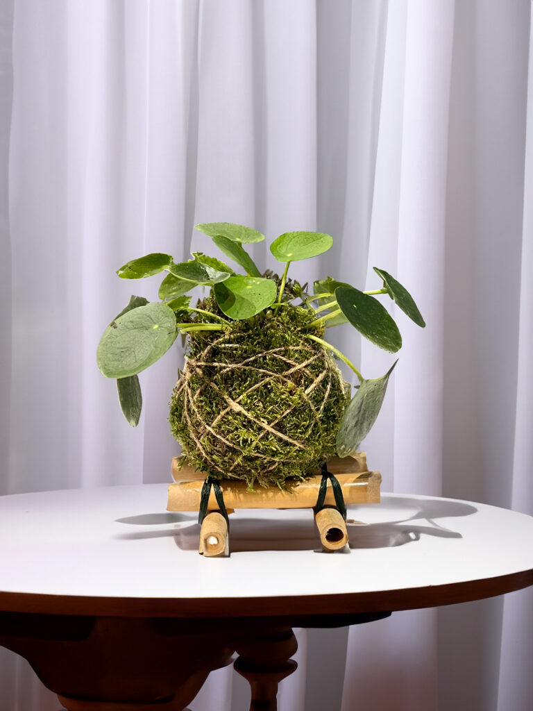 Pilea o pianta delle monete per tavole ospiti cerimonie