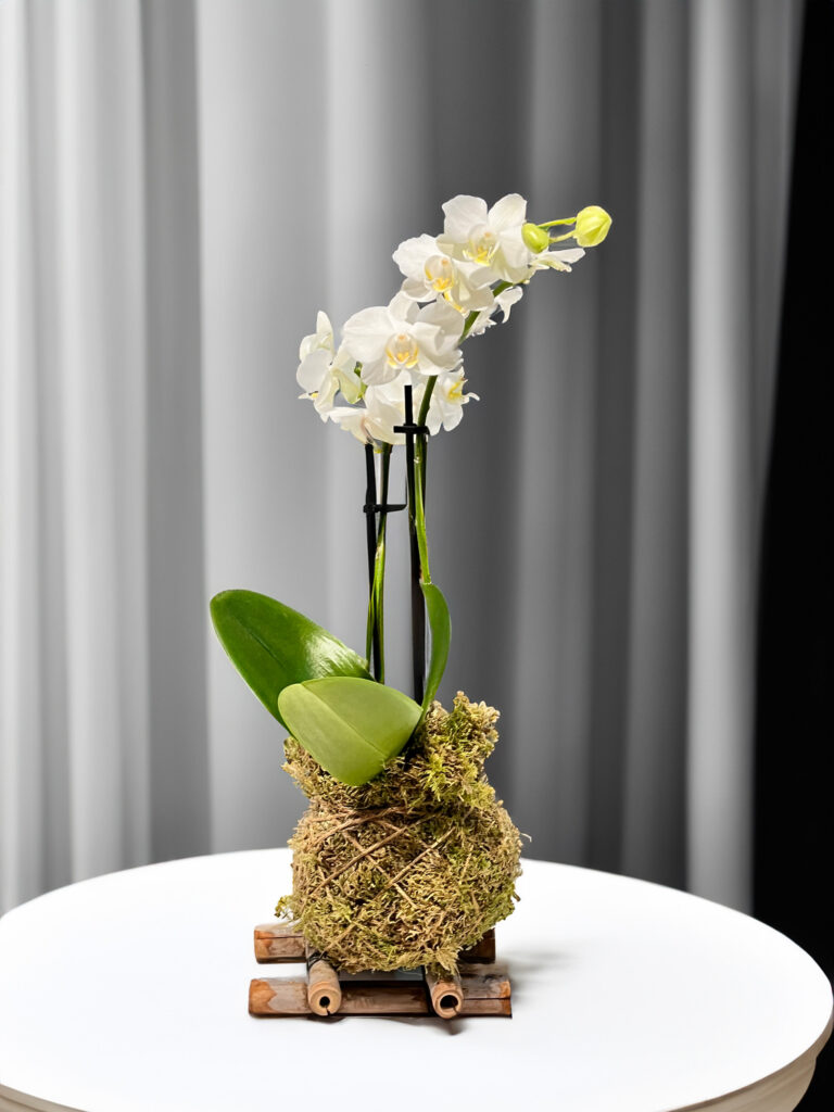 Orchidea per matrimonio