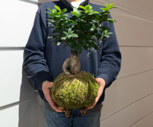 Kokedama Ficus Abbiategraso