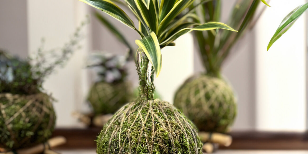 Kokedama Abbiategraso